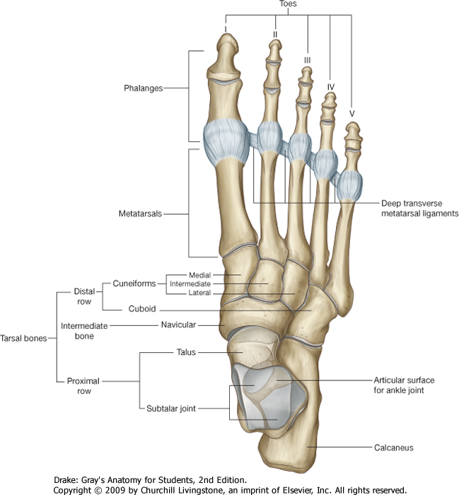 Ankle Arthroscopy Anatomy Ankle Arthroscopy Anatomy